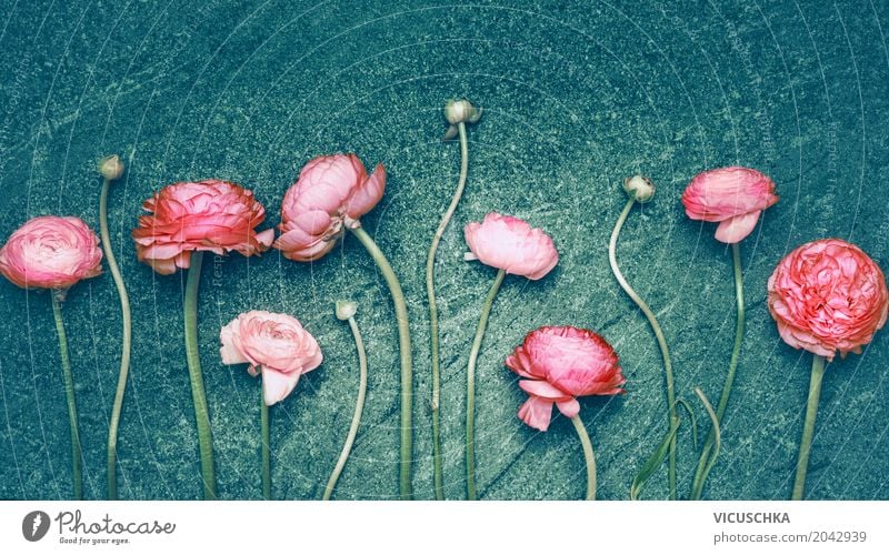 Rosa Blumen Reihe auf türkis dunklem Hintergrund Stil Design Sommer Dekoration & Verzierung Feste & Feiern Valentinstag Muttertag Hochzeit Geburtstag Natur