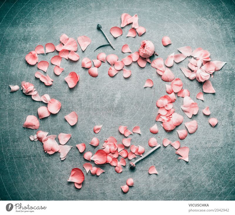 Rosa Pastell Blütenblätter von Blumen , Rahmen Lifestyle elegant Stil Design Leben Sommer Dekoration & Verzierung Feste & Feiern Valentinstag Muttertag Hochzeit