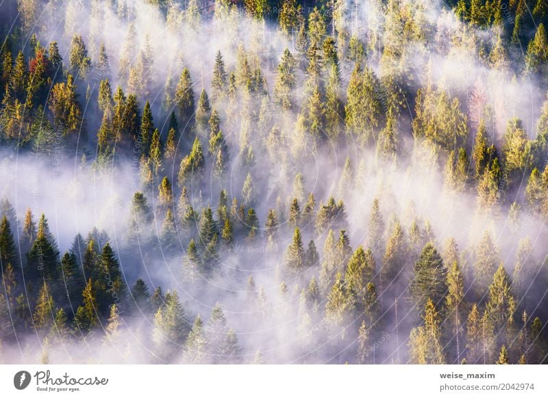 Landschaft mit schönem Nebel im Koniferenwald Design Ferien & Urlaub & Reisen Sommer Berge u. Gebirge Dekoration & Verzierung Tapete Natur Pflanze Wolken