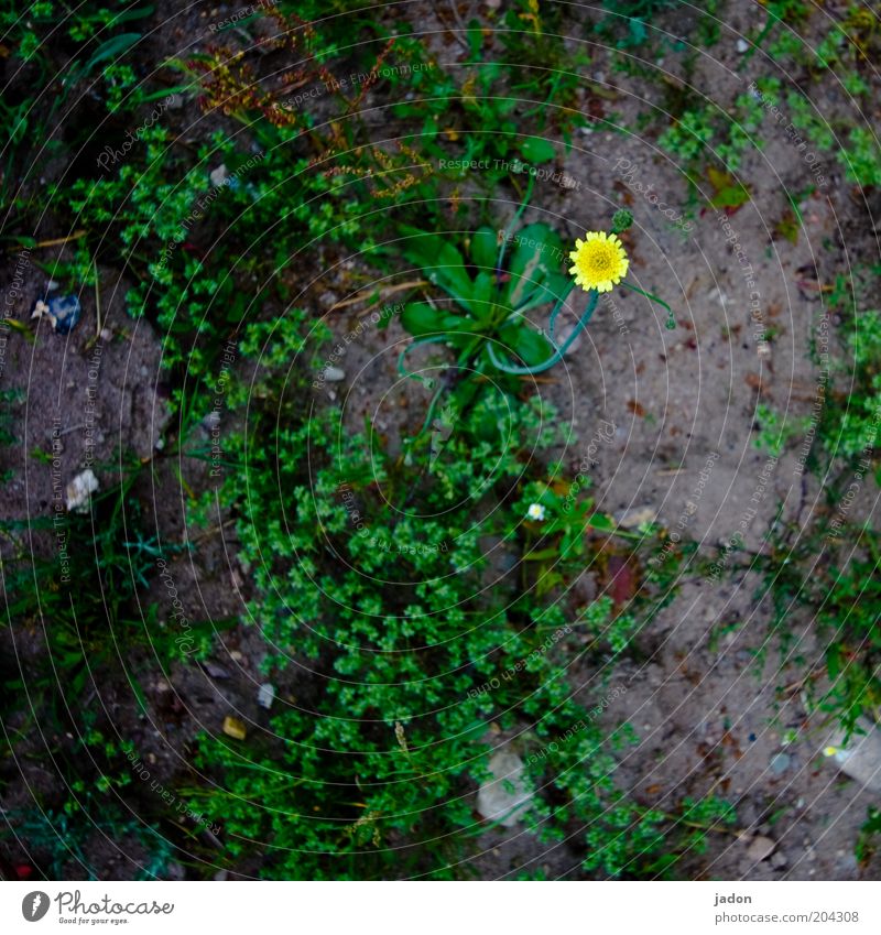 kleiner stern Pflanze Erde Wildpflanze gelb sparsam Punkt Farbfleck Stern (Symbol) Detailaufnahme Vogelperspektive Textfreiraum unten Blume Blüte