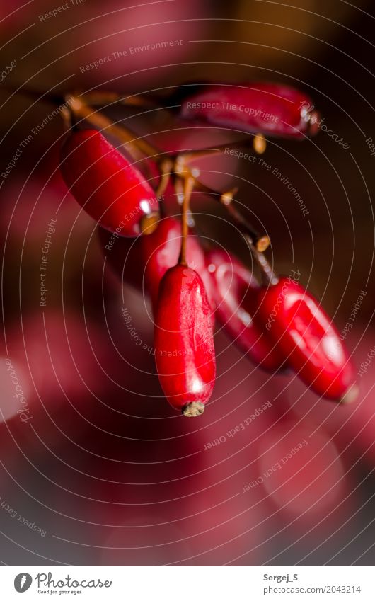 Berberitze Natur Pflanze Frucht Beere Ast Sauerdorn außergewöhnlich nah rot Farbe Farbfoto Innenaufnahme Studioaufnahme Nahaufnahme Makroaufnahme Menschenleer