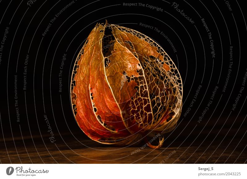 Physalis Pflanze Sträucher exotisch Andenbeere Lampion Blasenkirsche außergewöhnlich kaputt schön trocken Wärme orange schwarz Makroaufnahme Farbfoto