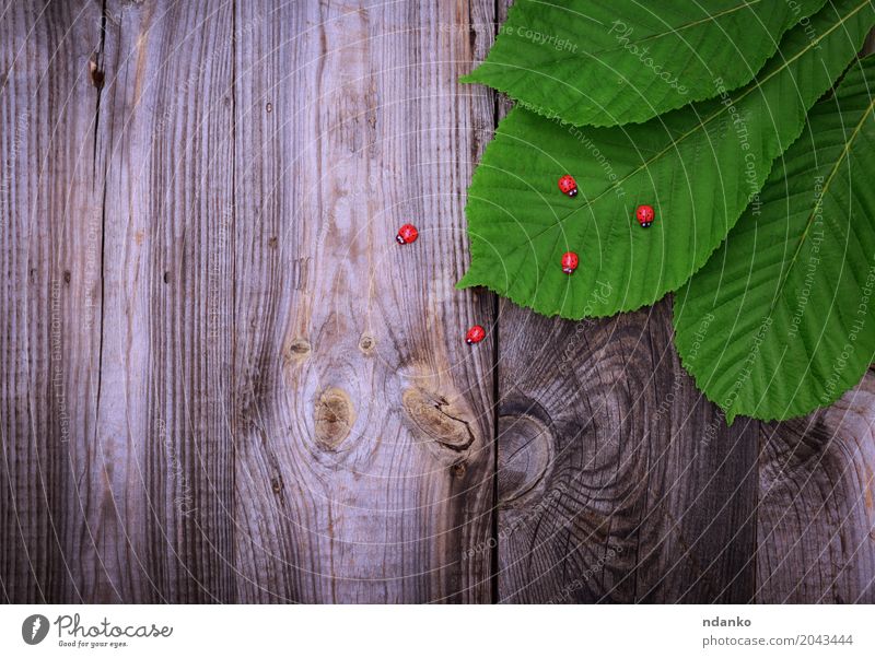 grünes Blatt einer Kastanie Dekoration & Verzierung Natur Pflanze Holz alt frisch natürlich grau Farbe Kreativität Marienkäfer Frühling organisch Entwurf