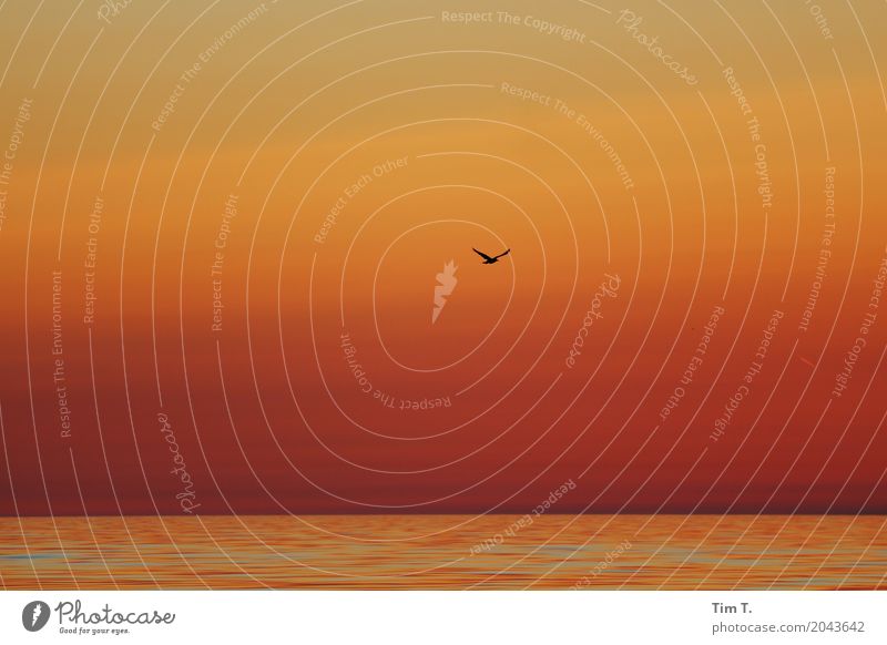 Bird Umwelt Wasser Himmel Wolken Sonnenaufgang Sonnenuntergang Wetter Schönes Wetter Ostsee Meer Tier Vogel 1 Freiheit Ferien & Urlaub & Reisen Möwe Farbfoto