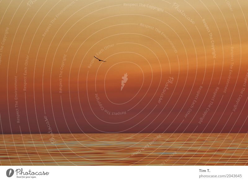 Ostsee Umwelt Wasser Sonnenaufgang Sonnenuntergang Sommer Meer Tier Vogel 1 Freiheit Möwe Farbfoto Außenaufnahme Textfreiraum rechts Textfreiraum oben