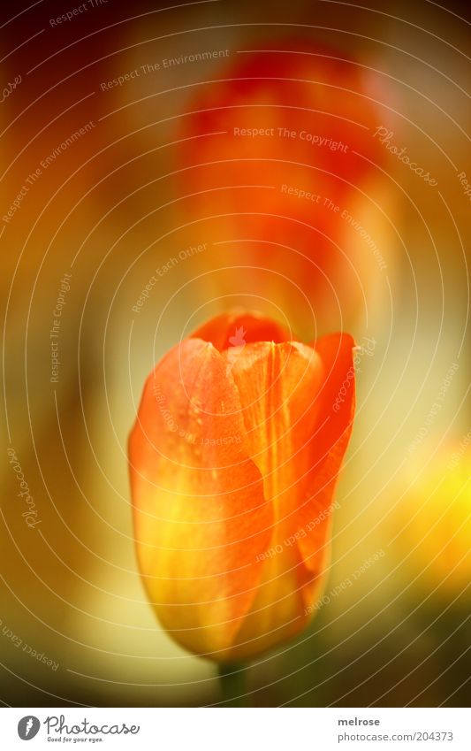 Blütentraum Natur Pflanze Sommer Schönes Wetter Tulpe natürlich positiv gelb rot Gefühle Stimmung Warmherzigkeit einzigartig Farbfoto mehrfarbig Außenaufnahme
