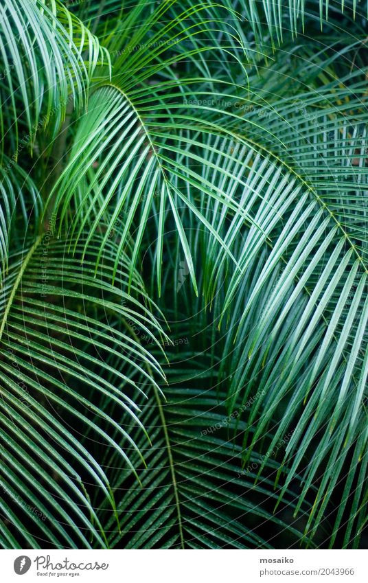 Grafiken und Texturen - Tropisches Gefühl - Palm Leaf Lifestyle Reichtum elegant Stil Design exotisch Freude schön Kosmetik Gesundheit Alternativmedizin Fitness