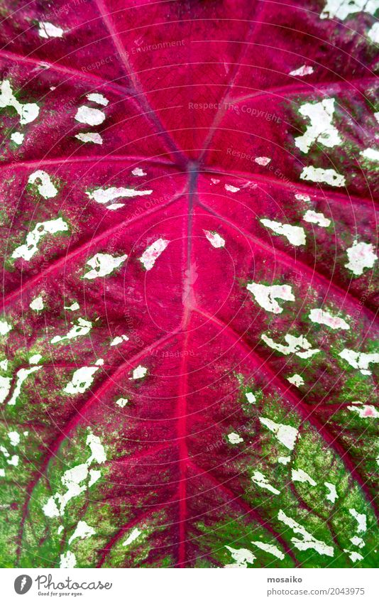 Texturen von tropischen Pflanzen Lifestyle elegant Stil Design exotisch Umwelt Natur Fröhlichkeit Lebensfreude einzigartig Inspiration grün rosa graphisch