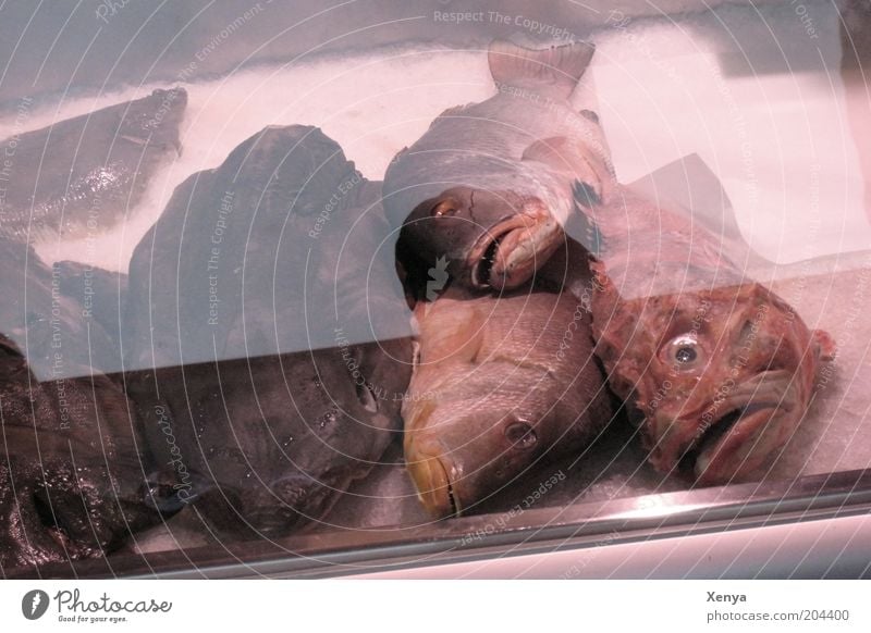 Liegst du öfters hier? Fisch Totes Tier verkaufen schleimig grau rosa weiß bizarr Fische auf Eis Gedeckte Farben Fischmarkt Theke Fischkopf Fischauge Fischmaul