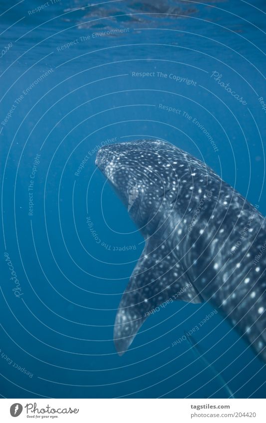 " ! " elegant ruhig Freiheit Meer tauchen Natur Haifisch entdecken frei groß blau Gelassenheit Walhai Großfisch Wasseroberfläche Farbfoto Textfreiraum links