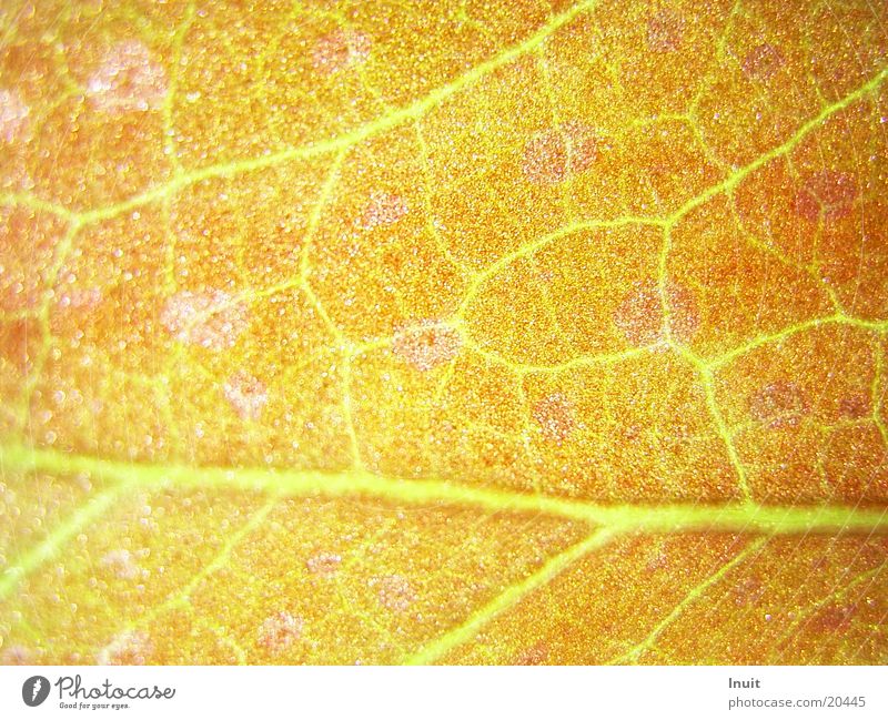 Blatt 02 Pflanze Gefäße Durchlicht Gehirn u. Nerven Nahaufnahme Makroaufnahme