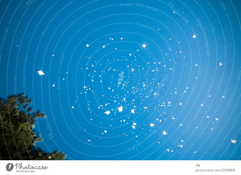 Für jemanden schwärmen blau chaotisch Dinge Leuchtpunkt Stern (Symbol) Symbole & Metaphern UFO Schweben Schwarm Sternenhaufen Punkt ungenau diffus Farbfoto