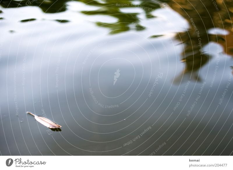 Leicht wie eine Feder Umwelt Natur Urelemente Wasser Teich See Wasseroberfläche Entenfeder Kiel hell nass braun weiß ruhig Einsamkeit leicht Im Wasser treiben