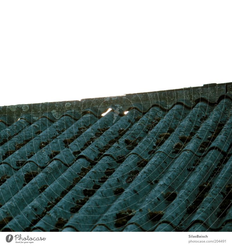 Wellen Dach Natur Moos Haus Bauwerk Gebäude alt Wachstum dreckig trist verwildert Farbfoto Außenaufnahme Detailaufnahme Textfreiraum oben Kontrast Gegenlicht