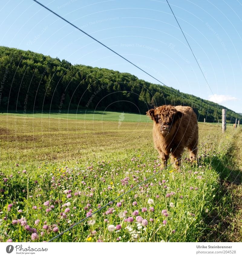 Schottisches Hochlandrind neben Weidezaun Rind Kalb Landwirtschaft Viehzucht Jungbulle Bulle Wiese Gras Zaun Elektrizität Elektrozaun Viehweide grün Frühling