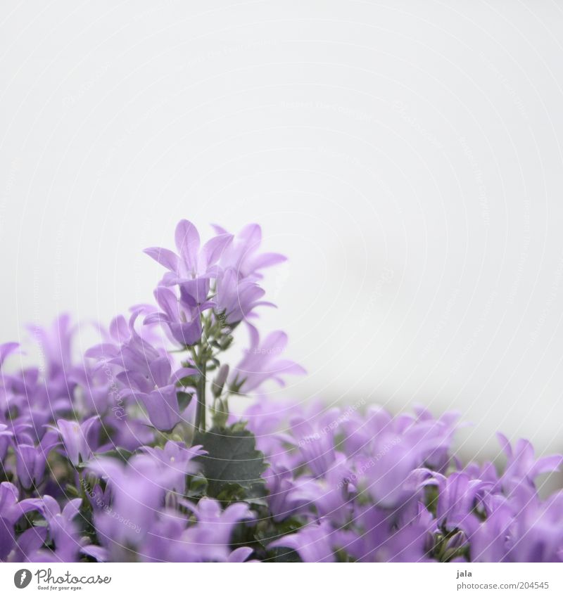 violetta Blume schön rosa Farbfoto Außenaufnahme Menschenleer Textfreiraum oben Hintergrund neutral Tag Blütenblatt Blütenstauden Nahaufnahme Blühend