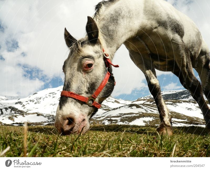 Das Auge isst mit Natur Landschaft Himmel Wolken Frühling Gras Grünpflanze Wiese Hügel Alpen Berge u. Gebirge Gipfel Schneebedeckte Gipfel Tier Pferd