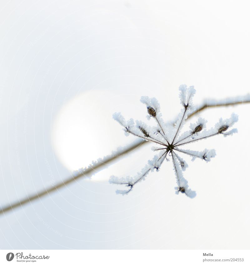 Sternenklar Umwelt Natur Pflanze Winter Klima Eis Frost Schnee Blüte ästhetisch hell kalt natürlich weiß Stimmung Farbe rein Eiskristall Kristallstrukturen