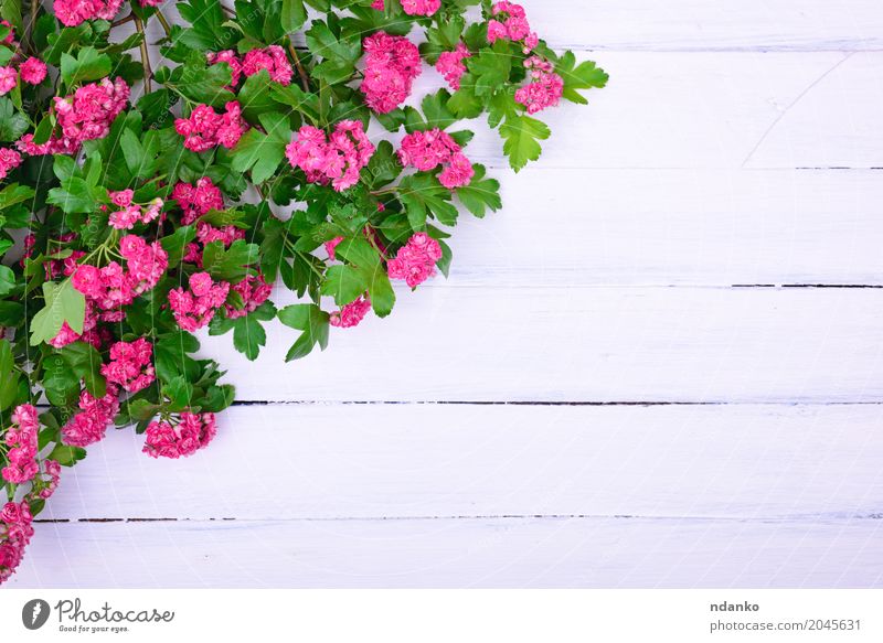 Weißdornzweig mit rosa Blumen Dekoration & Verzierung Pflanze Blatt Blumenstrauß Holz Blühend frisch hell grün weiß Weissdorn Ast Leerzeichen Hintergrund