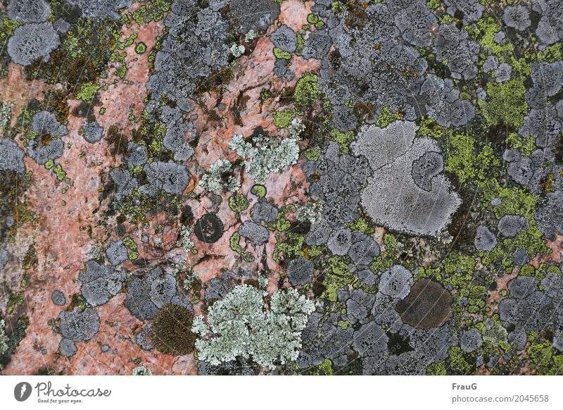 Jenseits des Mainstreams... Natur Flechten Felsen mehrfarbig Strukturen & Formen Symbiose Pilz Farbstoff Luftqualität langsam wachsend Schweden Muster Farbfoto
