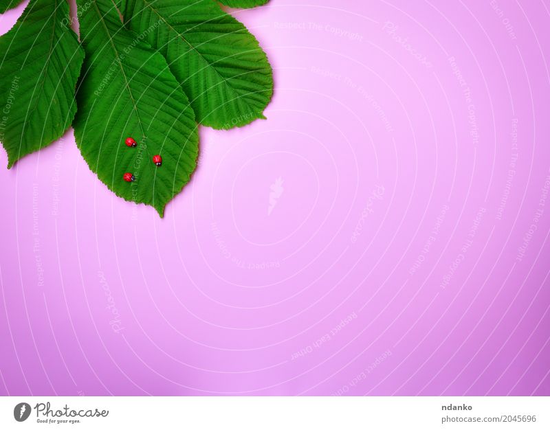 grünes Blatt einer Kastanie Dekoration & Verzierung Natur Pflanze frisch natürlich rosa Farbe Kreativität Frühling organisch Entwurf Postkarte Konsistenz leer