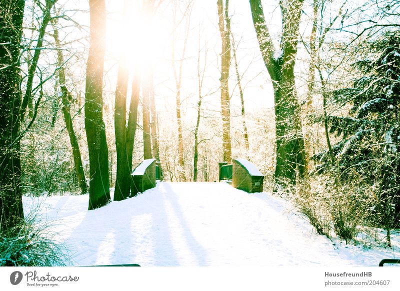 Puente. Umwelt Natur Winter Schönes Wetter Schnee Park Erholung Farbfoto Menschenleer Gegenlicht Sonne Sonnenlicht Sonnenstrahlen Brücke Fußweg Spazierweg
