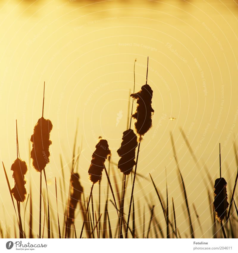 - 250 - Mücken am See Umwelt Natur Landschaft Pflanze Urelemente Wasser Sommer Schönes Wetter Seeufer heiß hell Wärme gold schwarz Schilfrohr Stechmücke