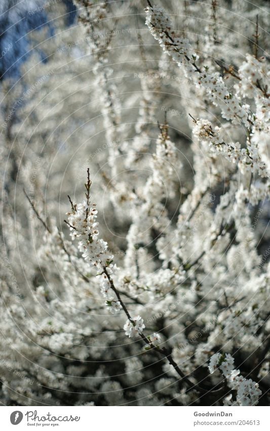 Blütentraum II Umwelt Natur Pflanze Luft Wärme Blume Blühend Wachstum außergewöhnlich nah nachhaltig schön weiß Gefühle Farbfoto Außenaufnahme Menschenleer