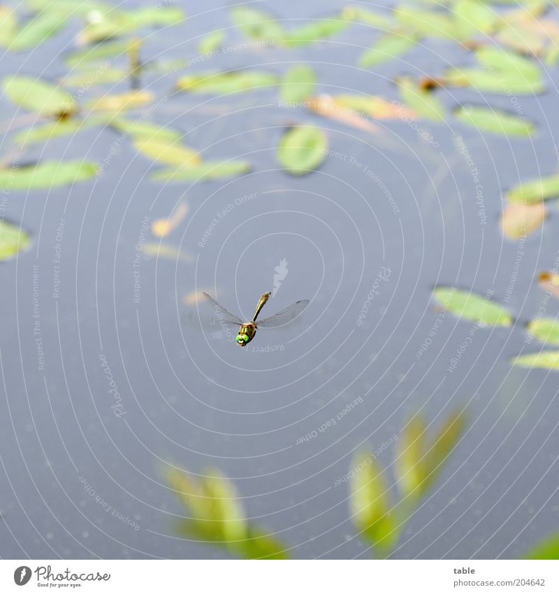 Rundflug Umwelt Natur Pflanze Tier Urelemente Wasser Teich See Wildtier 1 fliegen ästhetisch dünn grün elegant Neugier Libelle Insekt Flügel Schwebeflug