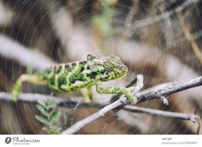 Neugieriges Chamäleon Tier Wildtier grün tropische Tiere Farbfoto Nahaufnahme Detailaufnahme Makroaufnahme Textfreiraum oben Unschärfe Starke Tiefenschärfe