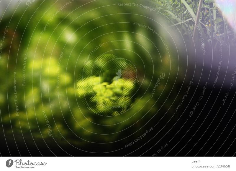 Durchblick Natur Pflanze Fotokamera frisch Farbe analog Sucher Farbfoto Außenaufnahme Menschenleer Tag Unschärfe