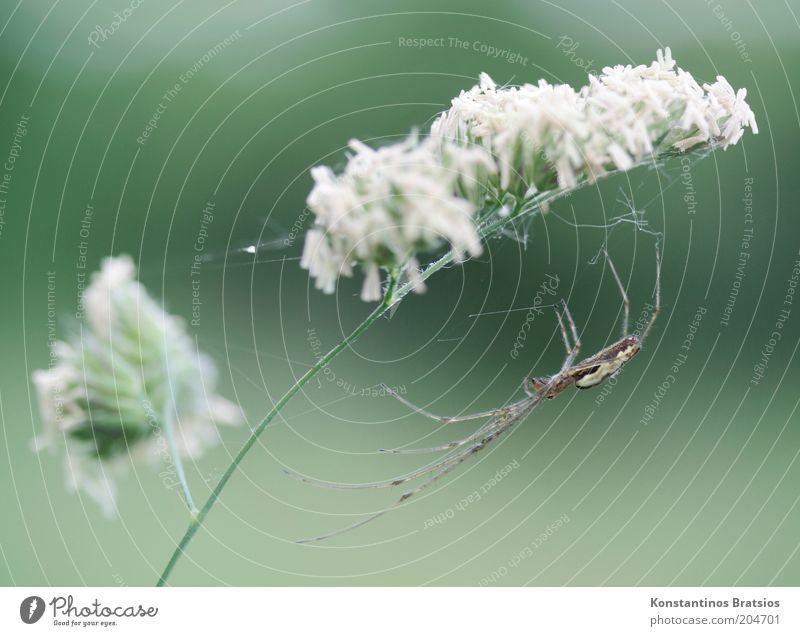 alles im Griff Pflanze Blüte Wildpflanze Halm Stengel Tier Spinne 1 festhalten warten dünn elegant natürlich grün weiß Wachsamkeit geduldig Natur Spinnennetz