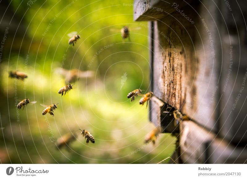 Bienen im Landeanflug Tier Bienenstock Schwarm fliegen natürlich Gesundheit Idylle nachhaltig Natur Team Umwelt Umweltschutz Honigbiene emsig Summen fleißig
