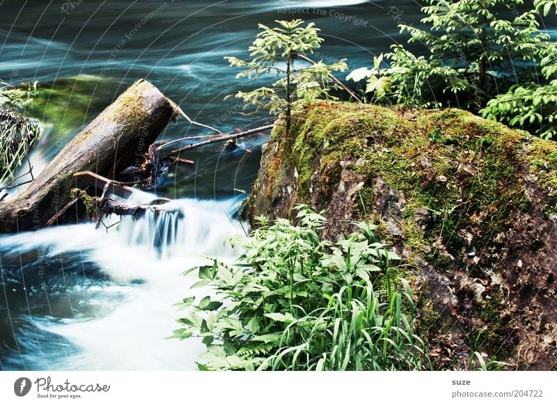 Wasserlauf Umwelt Natur Landschaft Pflanze Sträucher Felsen Flussufer Bach Wasserfall authentisch nass natürlich schön Wachstum Triebtal fließen Farbfoto