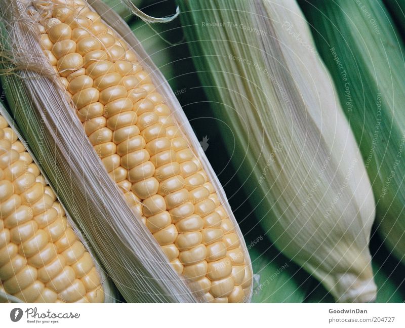 Analoger Mais Lebensmittel Gemüse Ernährung authentisch frisch nah Farbfoto Innenaufnahme Menschenleer Schwache Tiefenschärfe Maiskolben