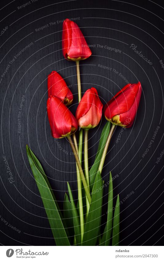 Fünf rote Tulpen auf einer schwarzen Oberfläche Pflanze Blume Blatt Blumenstrauß Holz Blühend frisch Blütenblatt Vorbau Frühling Hintergrund altehrwürdig