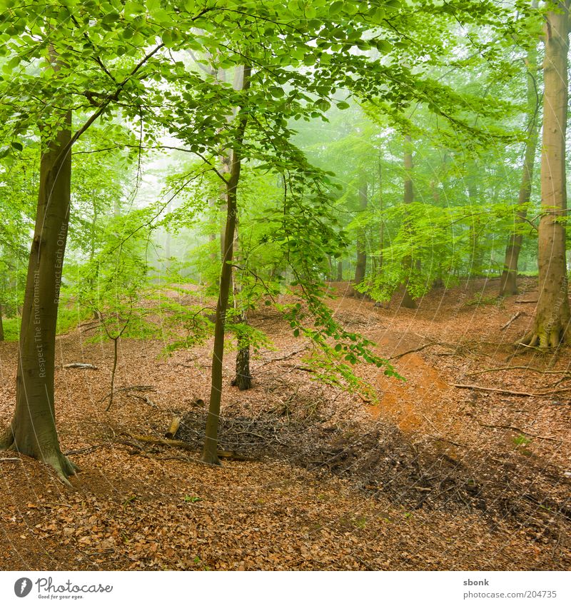 Entdeckung Umwelt Natur Landschaft Pflanze Klima Wetter Nebel Baum Grünpflanze Wald Urwald Idylle Laubwald Laubbaum ruhig Farbfoto Morgen Tag Luft Hügel