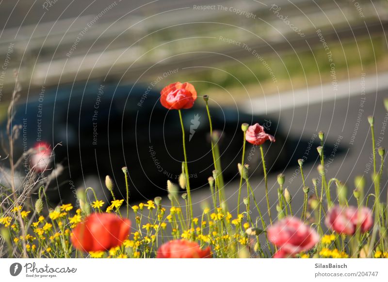 Autobahn, Autobahn Umwelt Natur Sommer Schönes Wetter Pflanze Blume Gras Grünpflanze Wildpflanze Mohnblüte Verkehr Verkehrswege Straßenverkehr Autofahren PKW