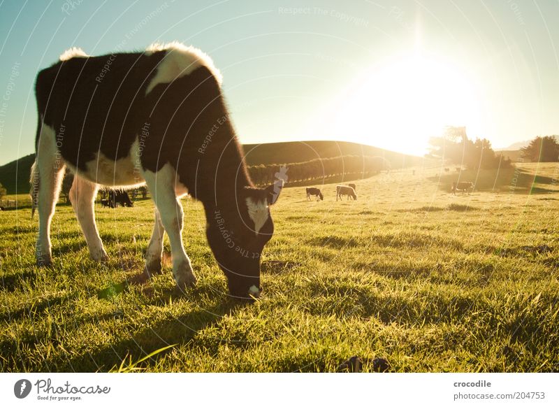 New Zealand 83 Umwelt Natur Landschaft Himmel Sonnenaufgang Sonnenuntergang Sonnenlicht Schönes Wetter Wiese Feld Hügel Tier Nutztier Kuh Tiergruppe Herde