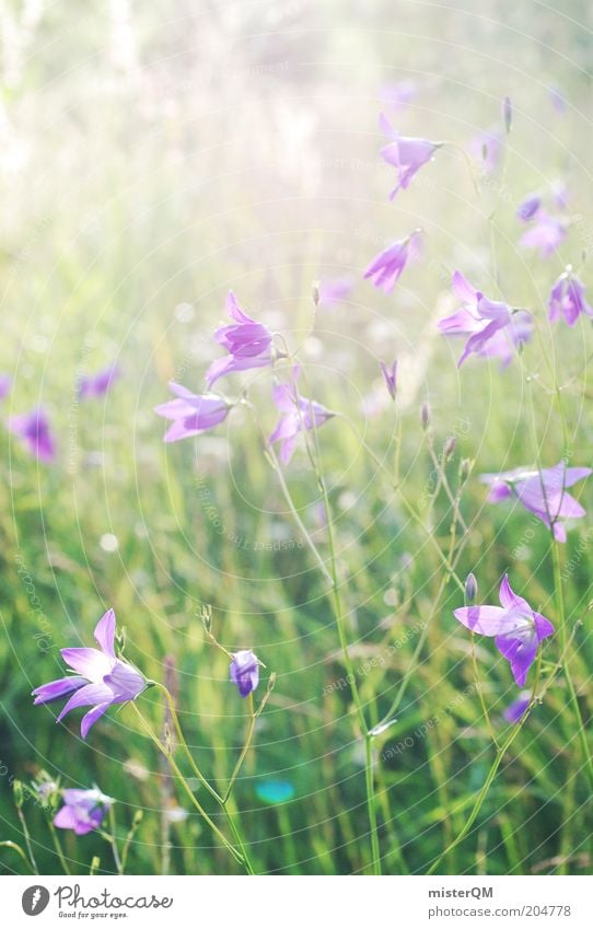 Sommerwiese. Umwelt Natur Pflanze ästhetisch Duft Inspiration nachhaltig Zeit violett Sommerblumen Blüte grün ruhig Romantik Farbfoto Gedeckte Farben