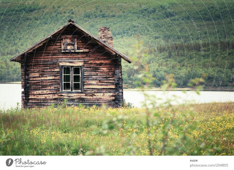 Hütte Ferien & Urlaub & Reisen Ausflug Haus Umwelt Natur Landschaft Sommer Schönes Wetter Blume Wiese Wald Seeufer grün Einsamkeit Norwegen Skandinavien