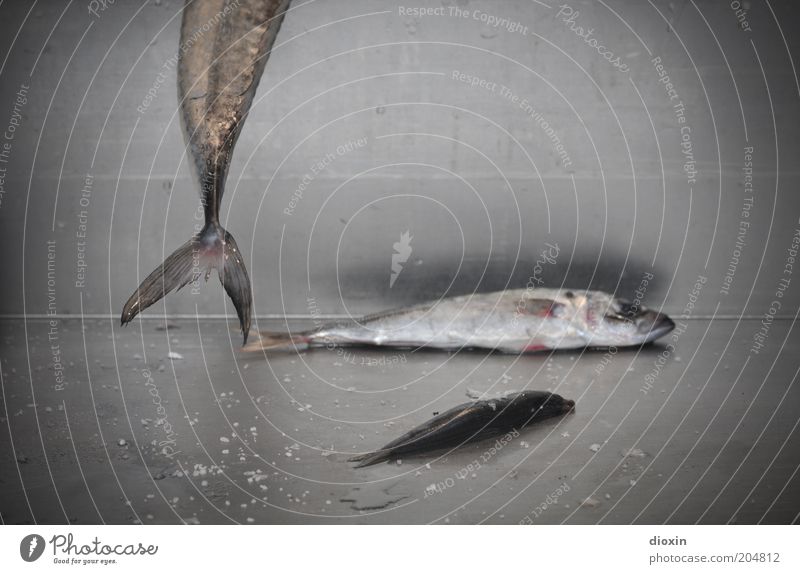 Lisboa Fish Market Massacre Fisch Ernährung Bioprodukte Tier Schuppen Flosse Schwanzflosse 3 hängen liegen kalt lecker trashig grau silber Tod Natur skurril