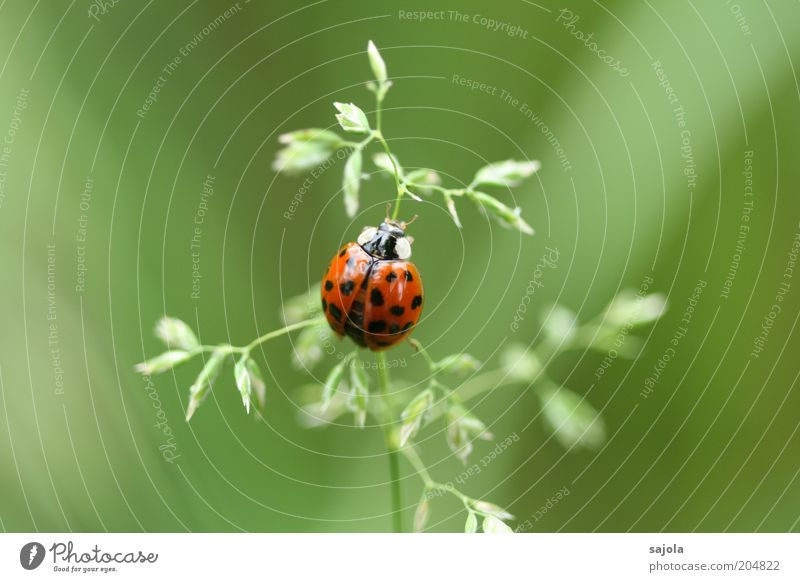 viel glück! Umwelt Natur Tier Pflanze Gras Halm Käfer Marienkäfer 1 sitzen warten grün rot Glück Glücksbringer Farbfoto Außenaufnahme Makroaufnahme