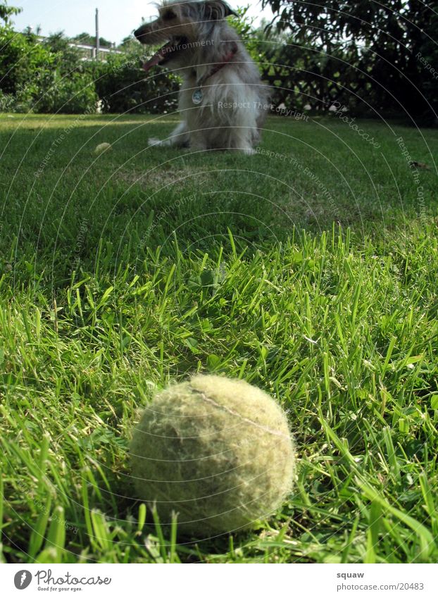 Ball mit Hund Tier Garten Natur