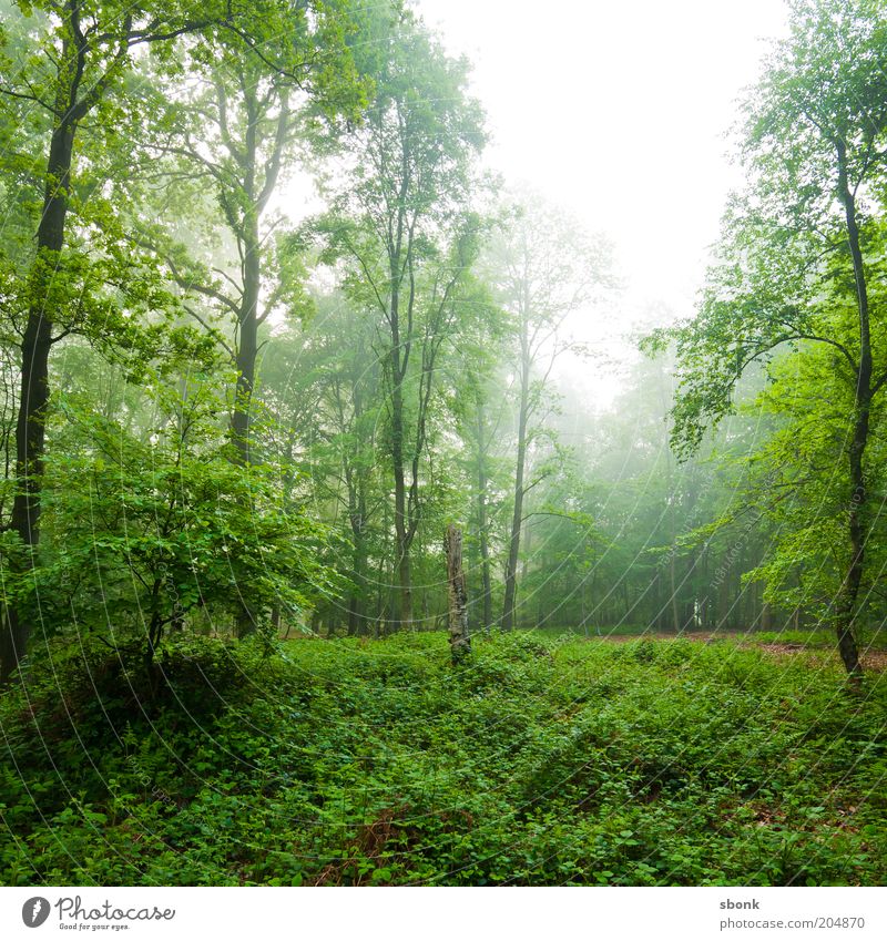 Entspannung Umwelt Natur Landschaft Pflanze Nebel Baum Sträucher Grünpflanze Wildpflanze Wald Urwald grün ruhig Laubwald Farbfoto Außenaufnahme Menschenleer