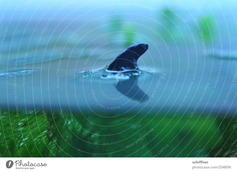Haifischflosse im Meer - Stockfotografie: lizenzfreie Fotos © ras