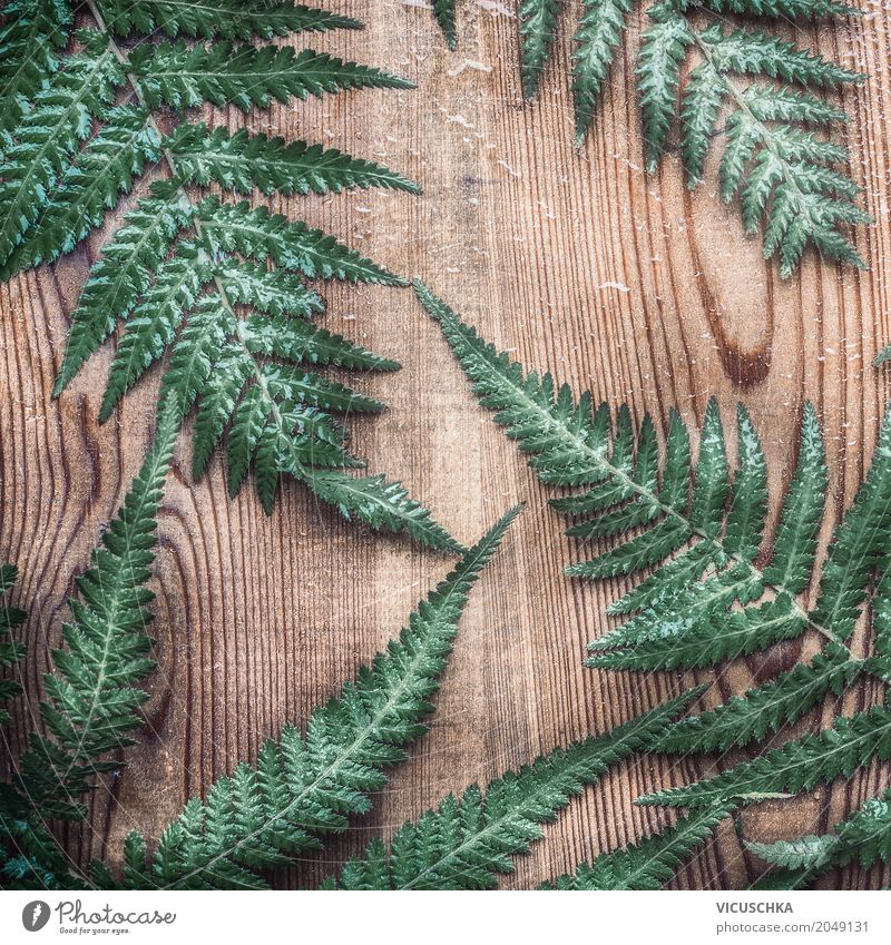Farn Blätter auf rustikalem Holz Stil Design Ferne Umwelt Natur Pflanze Blatt Garten Ornament Inspiration arrangiert Hintergrundbild altehrwürdig Farnblatt
