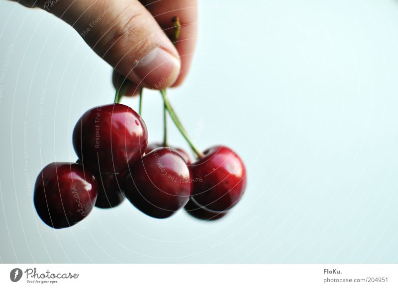 lecker Kirschen! Lebensmittel Frucht Ernährung Bioprodukte Vegetarische Ernährung Diät hängen glänzend rund saftig schön süß rot weiß Steinfrüchte Finger