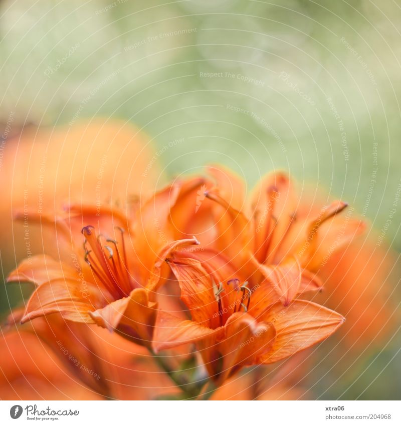 schönen guten morgen Umwelt Natur Pflanze Blume Blüte exotisch grün zart Farbfoto Außenaufnahme Nahaufnahme orange Detailaufnahme Menschenleer Blütenstempel