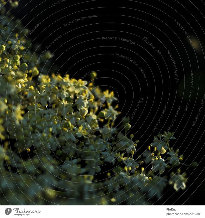 versteckt im Abendlicht Umwelt Natur Pflanze Sonnenlicht Sommer Blume Sträucher Blüte Wildpflanze schön klein nah gelb schwarz Fliederbusch filigran zart